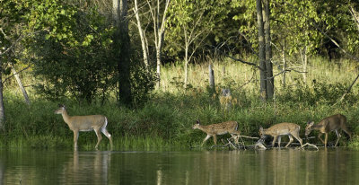 Whitetail  Deer