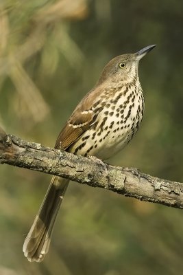 Brown Thrasher