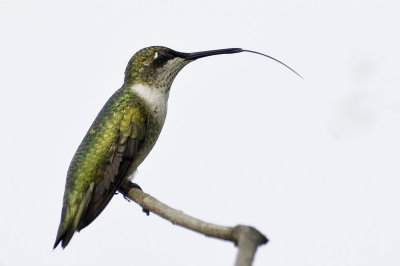 Ruby-throated Hummingbird