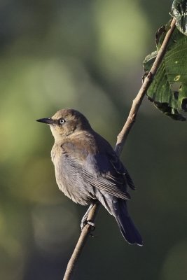 Rusty Blackbird