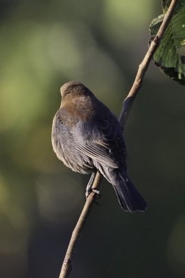 Rusty Blackbird