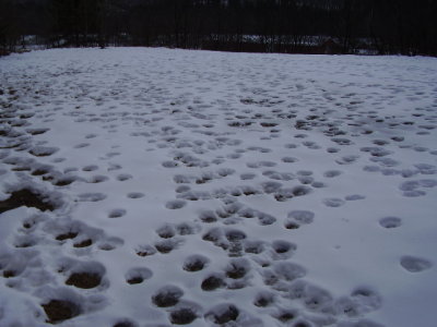 deer footprints 008.jpg