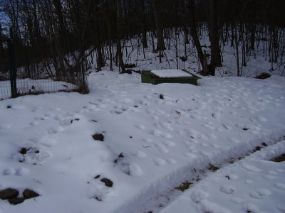 deer footprints 010.jpg