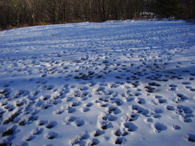 deer footprints 012.jpg
