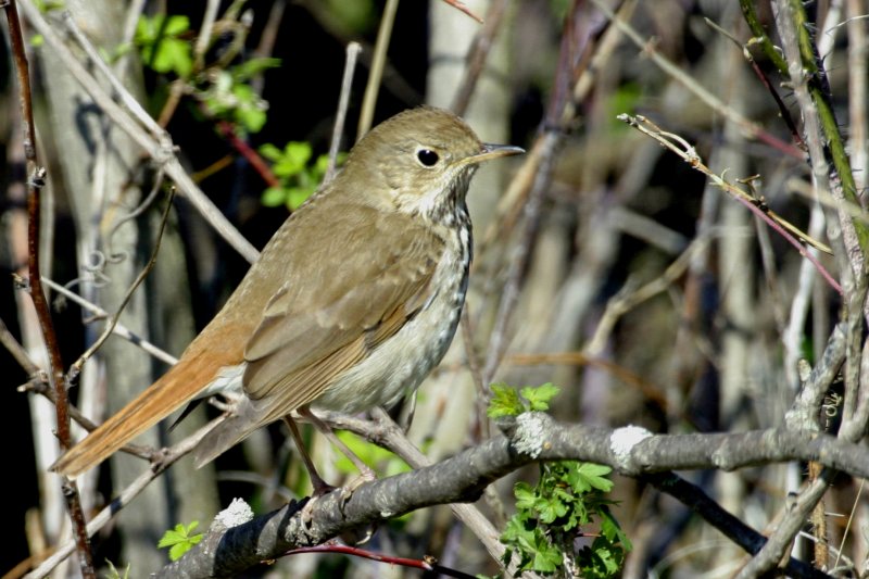 Hermit Thrush