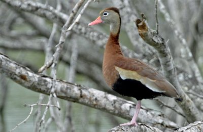 Black-bellied Whistling-Duck 1