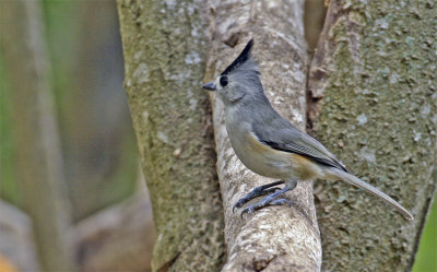 Black-crested Titmouse 1
