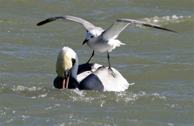 Bonaparte's Gull & Brown Pelican