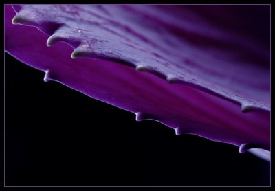 Prickly Purple Petals (Challenge: Purple)