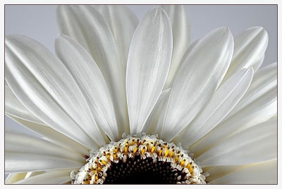 La fleur blanche (Challenge: Light on White)