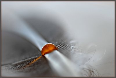 Shallow DOF The Feather_1