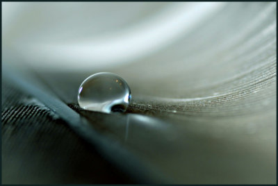 Shallow DOF The Feather_5