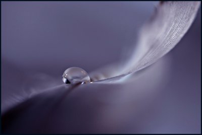 Shallow DOF The Feather_6