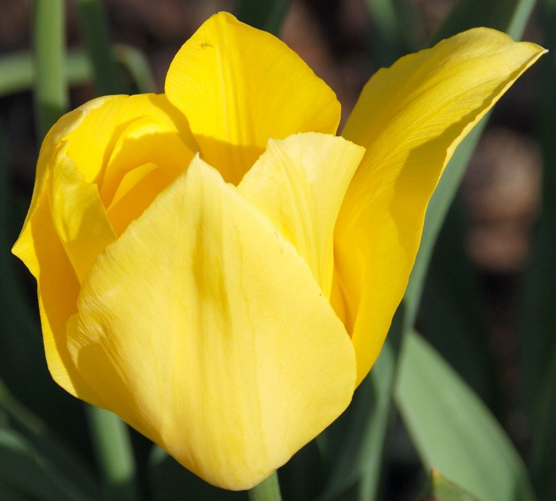 Yellow Tulips