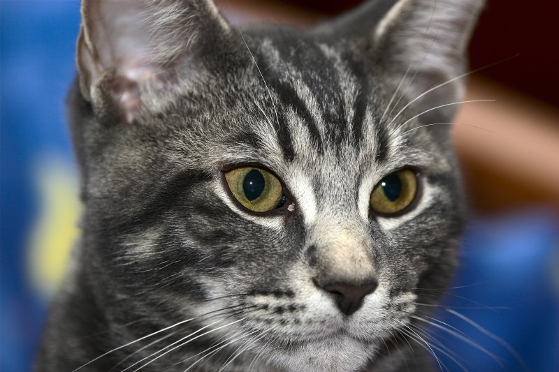Bruiser 4.jpg