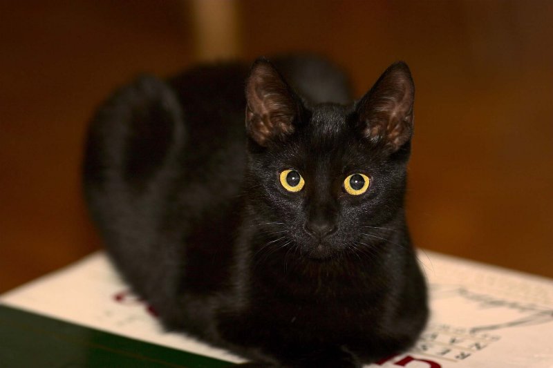 diffused flash.jpg