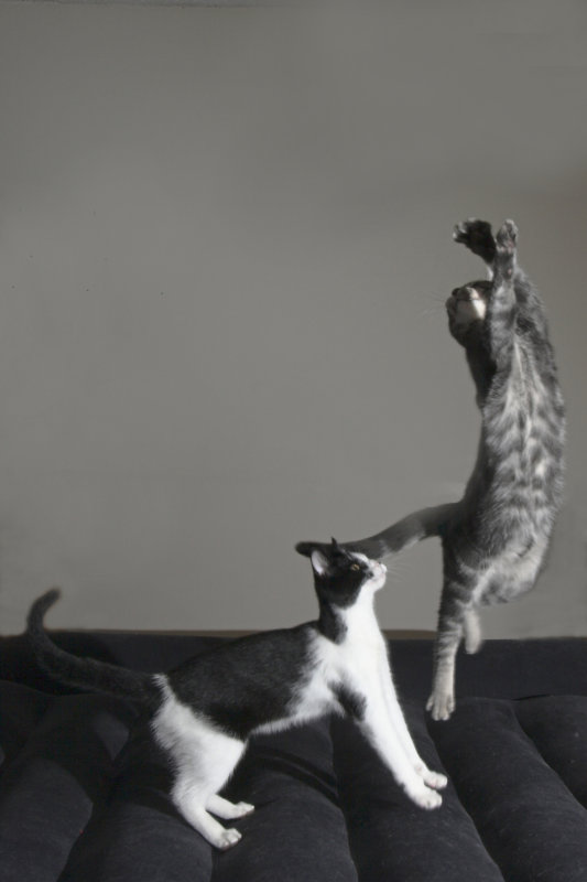 Bruiser jumping up as Sparrow lands 10-22mm