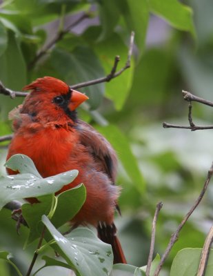 Cardinal two.jpg