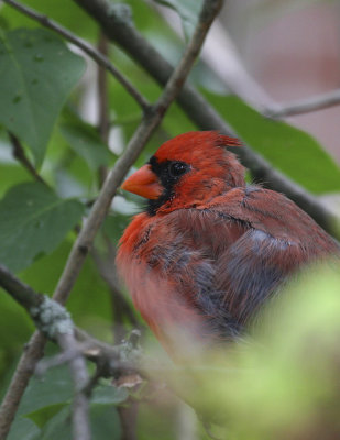 Cardinal one.jpg
