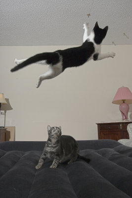 Flying Kitties