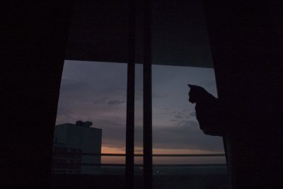 Lone cat.tif