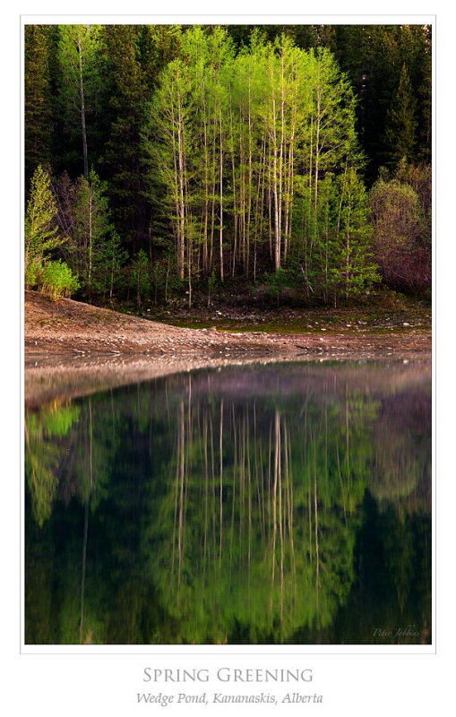 Springs Fresh Leaves