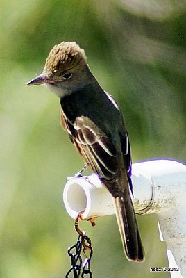 Great Crested Flycatcher