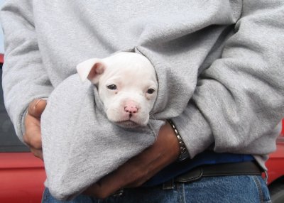 6 WEEKS OLD PIT BULL (NOT OURS!)