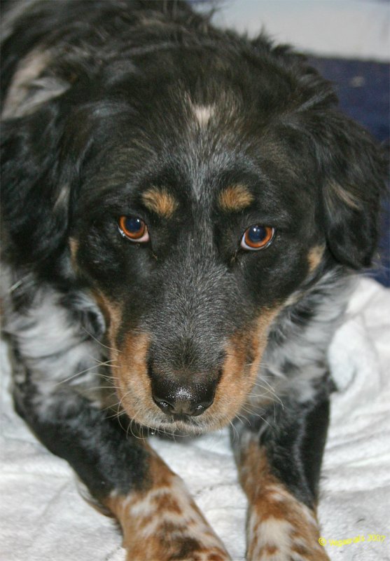 Daisy 2007