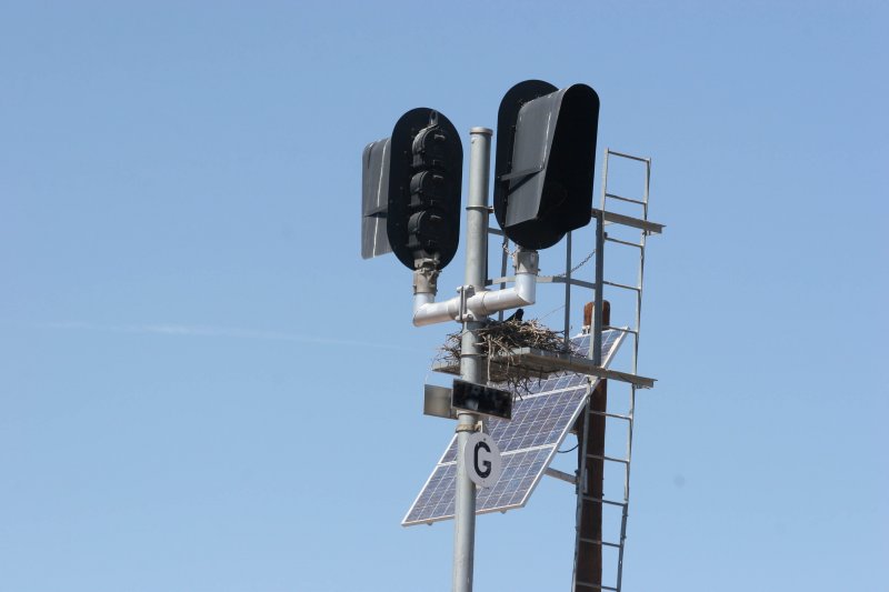Raven nest or a new batch of railfans