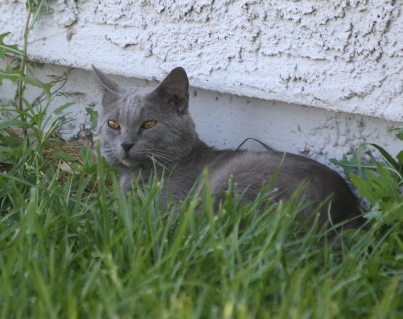 Chillin in the grass