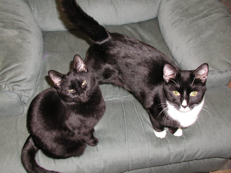 Skittles (Momma) & (son) Tuc