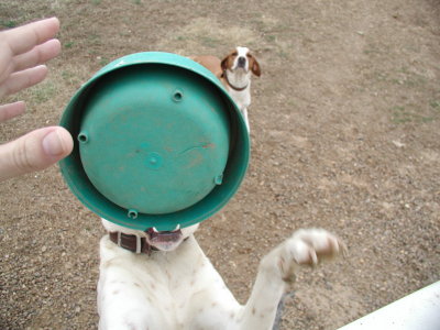 dog get bowl I.JPG