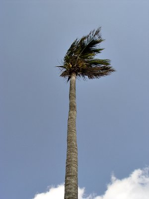 Sole palm we saw on the island