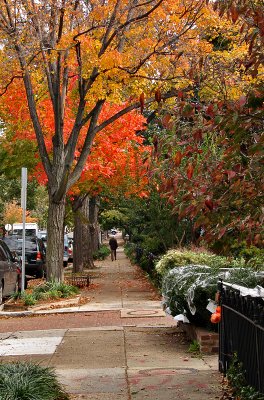 Fall color on A St. NE