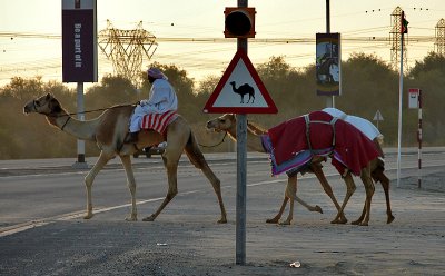 Camels Crossing at the Camel Crossing