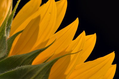 Sunflower (Best of 2006 Challenge)