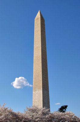 Washington Monument at cherry blossom time