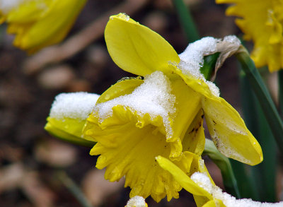 Daffodil Revisted