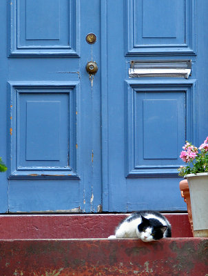 Doorway cat