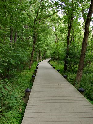 Swamp trail, Roosevelt Island