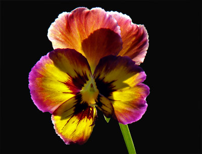Pansy (7th place, Macro Challenge)