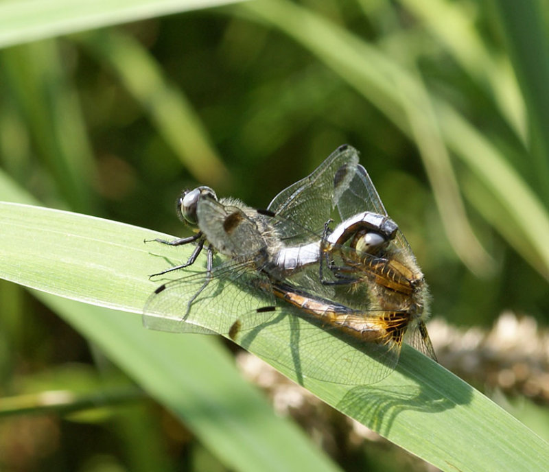 Scarce Chasers mating