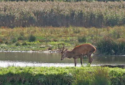 Red Deer