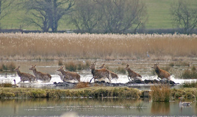 Red Deer