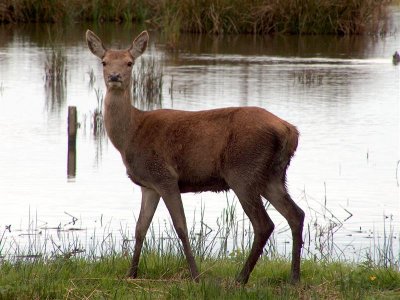 Red Deer