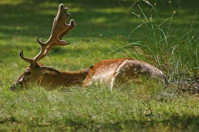 Fallow Deer