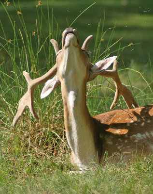 Fallow Deer