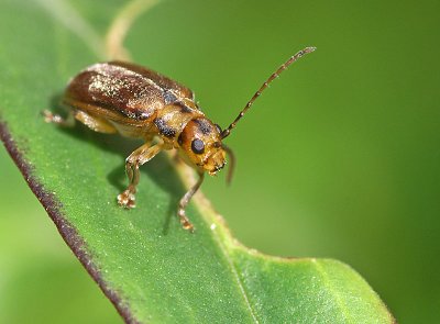 Leaf Beetle