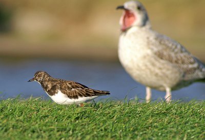 Turnstone